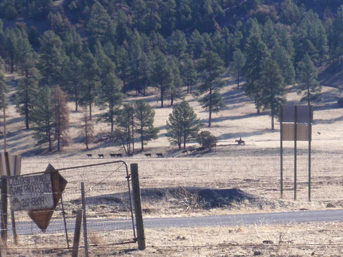 I watch a Vaquero round up some cattle.